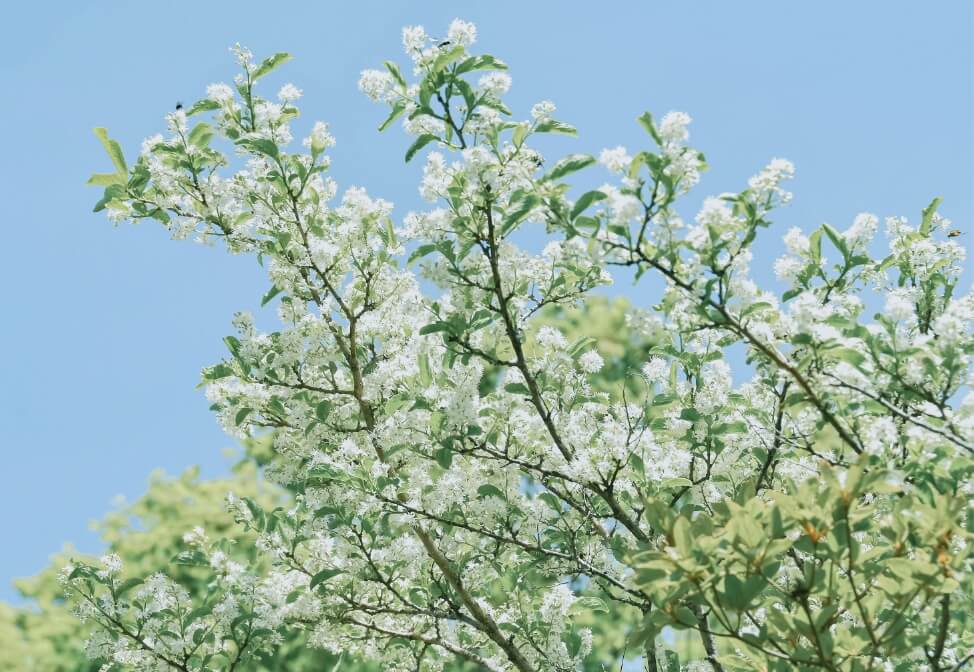 花が咲いた木の画像