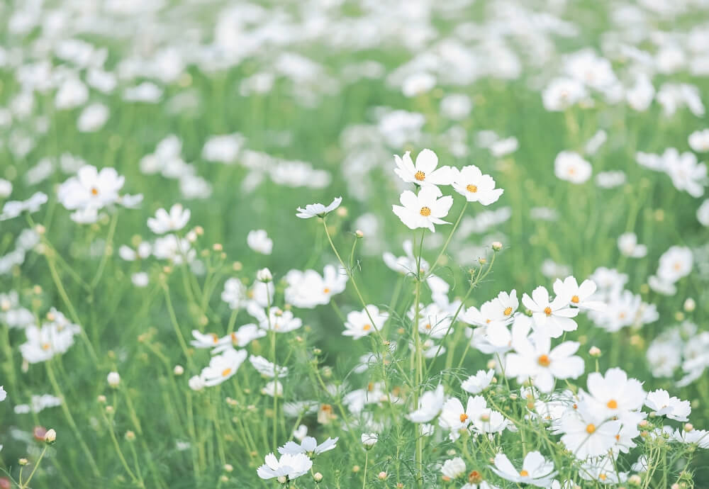 花の画像