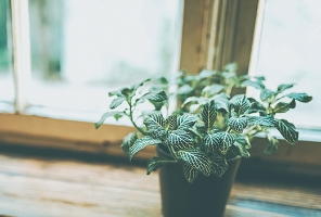 窓辺に置かれた植物の画像
